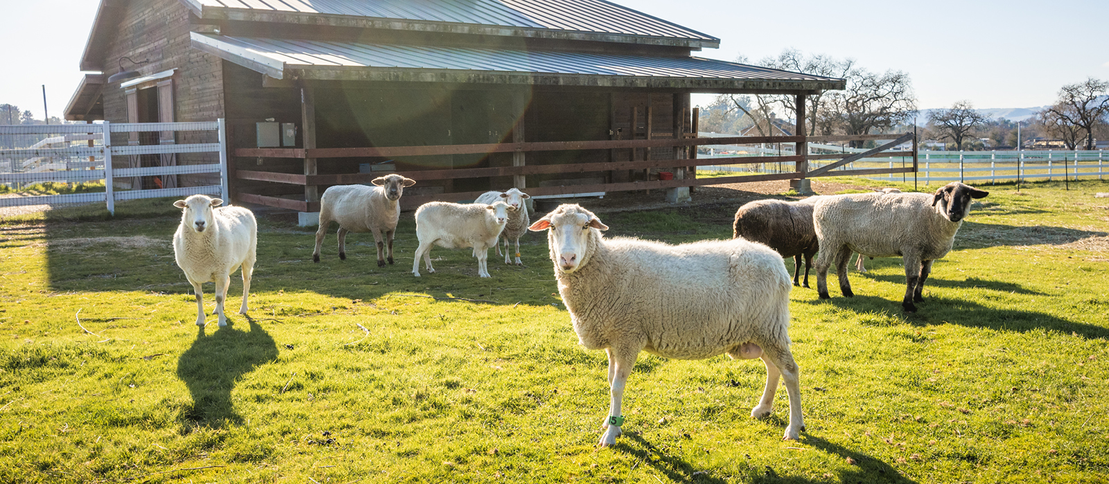 charlie's acres